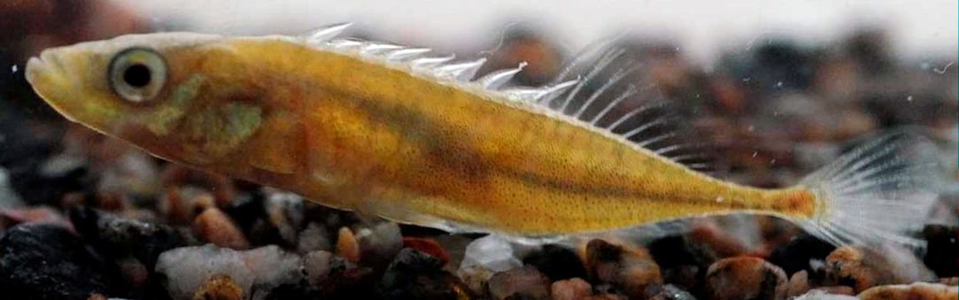 Pungitius pungitius_04.jpg